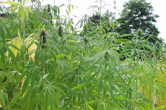 Hemp plants