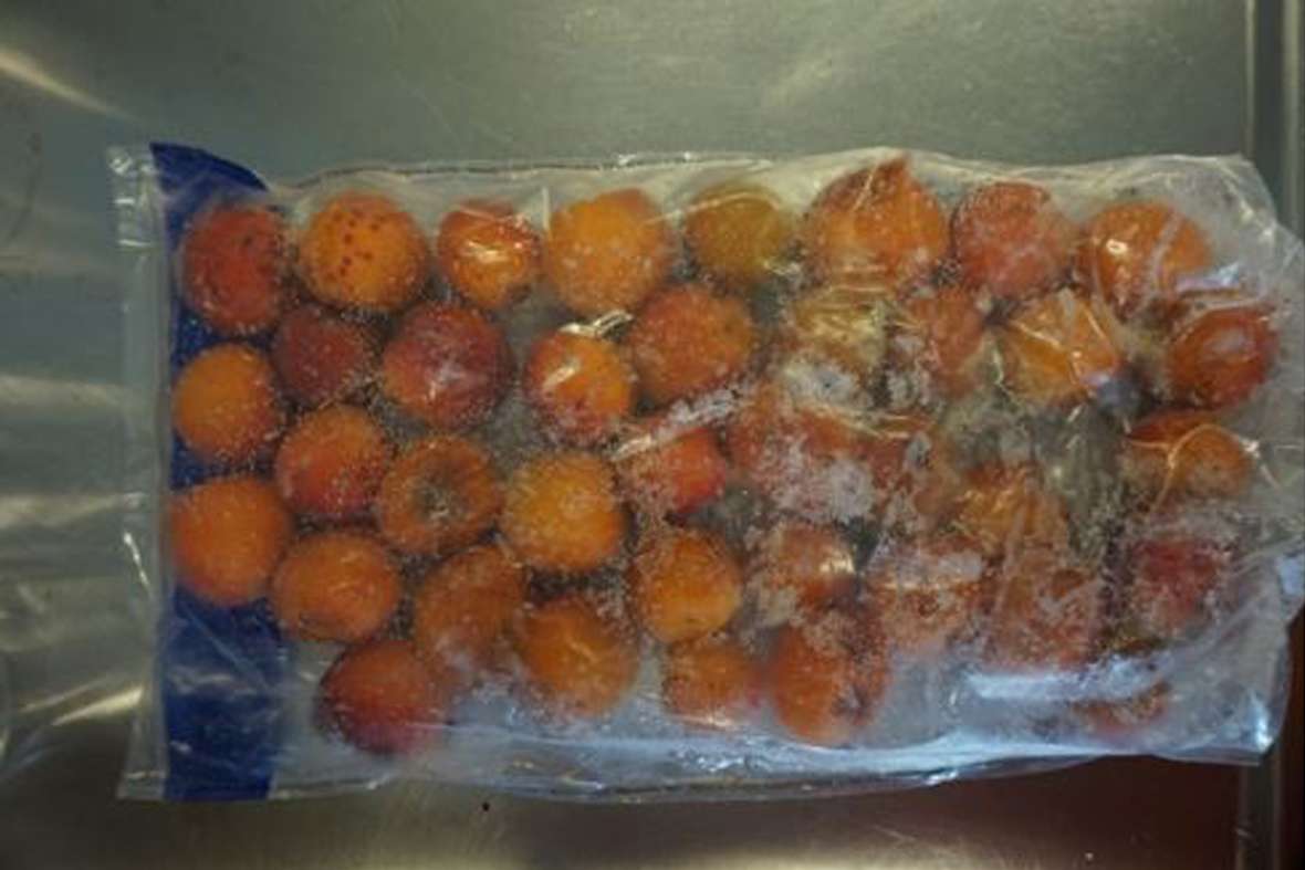 Apricot samples