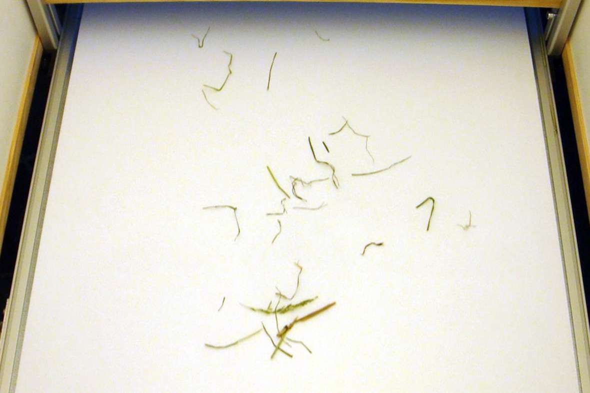 Ein Foto von einer Schnittlängenverteilung von Halmgräser