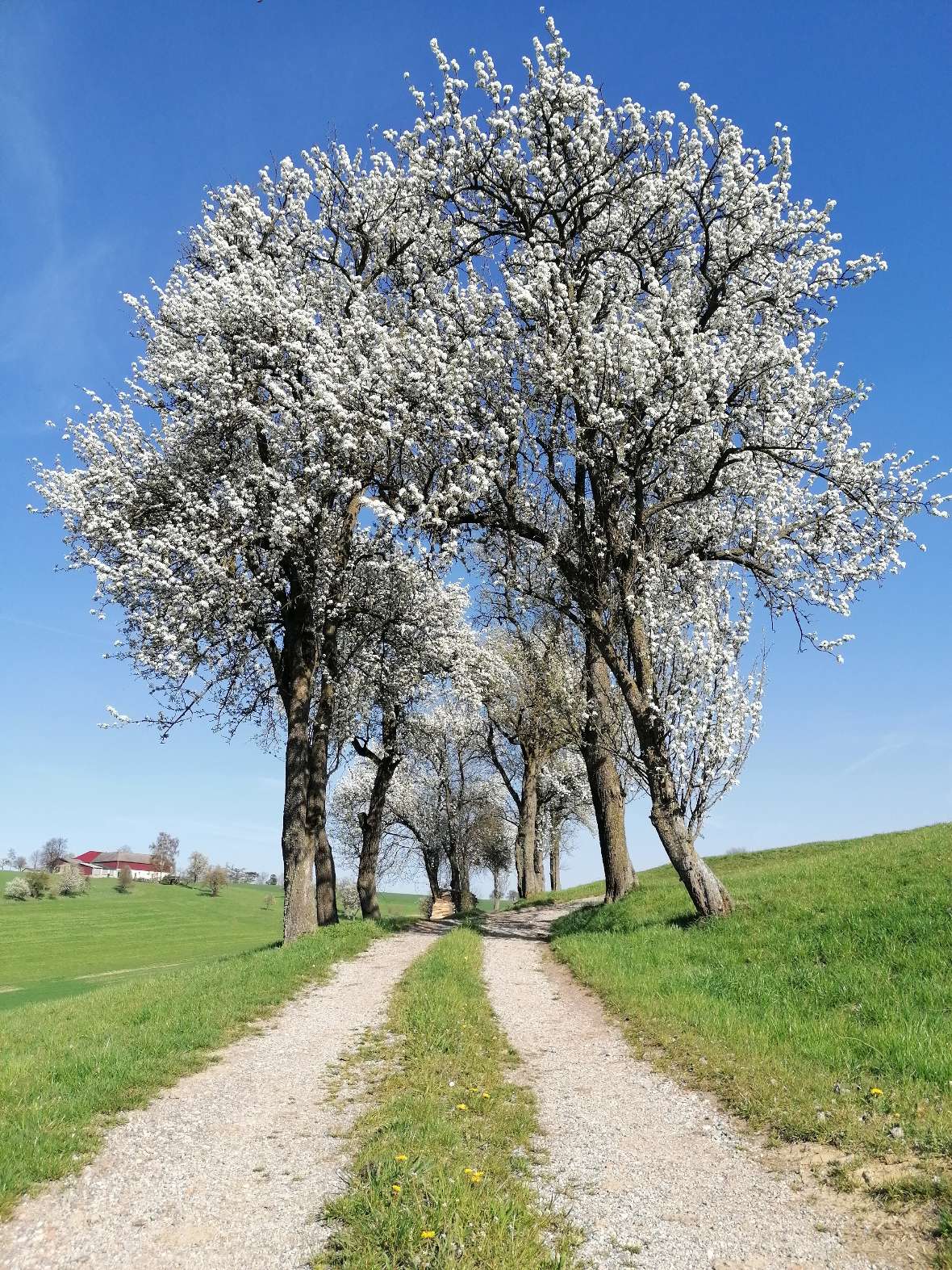 Blütenwunder Mostbirnbaum